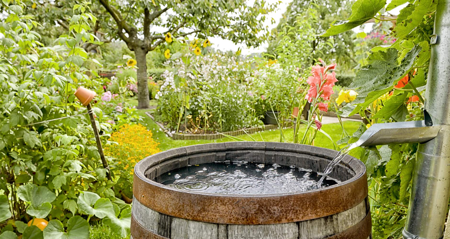 Harnessing the Rain: A Comprehensive Guide to Sustainable Water Collection Systems