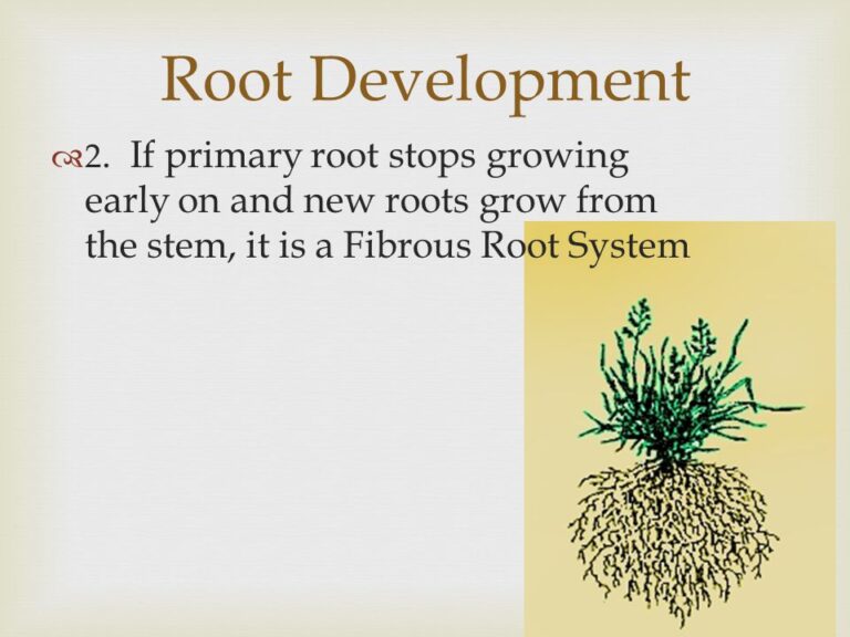 Unveiling the Secrets Below: A Comprehensive Guide to Plant Root Development