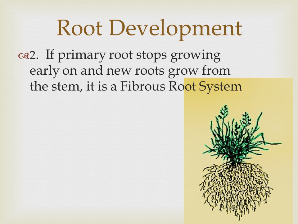 Unveiling the Secrets Below: A Comprehensive Guide to Plant Root Development