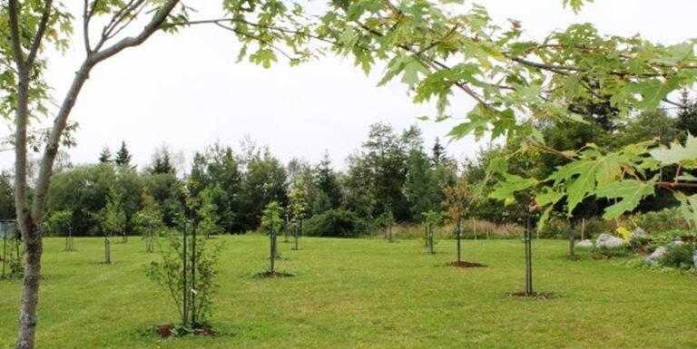 Cultivating a Green Legacy: Your Comprehensive Guide to Creating a Native Tree Arboretum