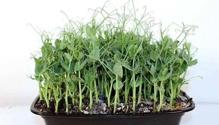 Fast Track to Freshness: Your Guide to Growing Microgreens at Home, Quickly!