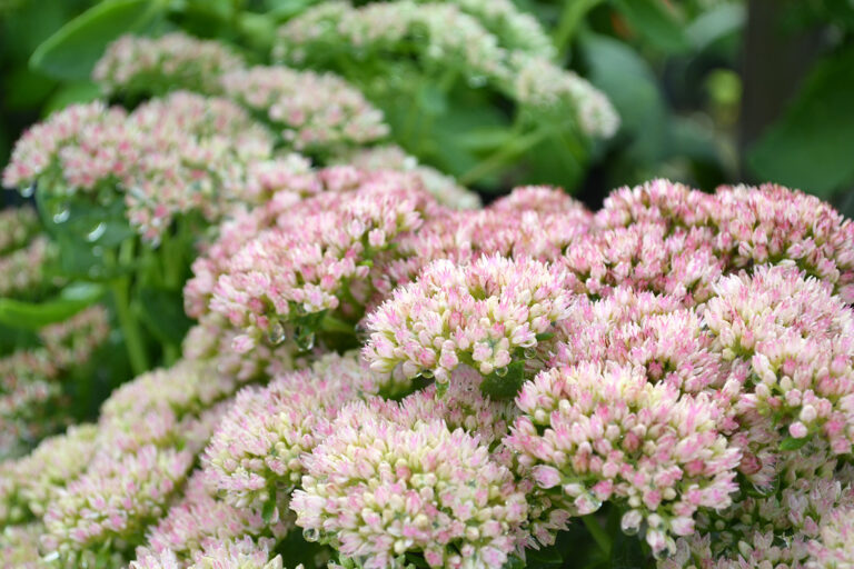 Effortless Eden: Your Guide to Low-Maintenance Garden Plant Selection