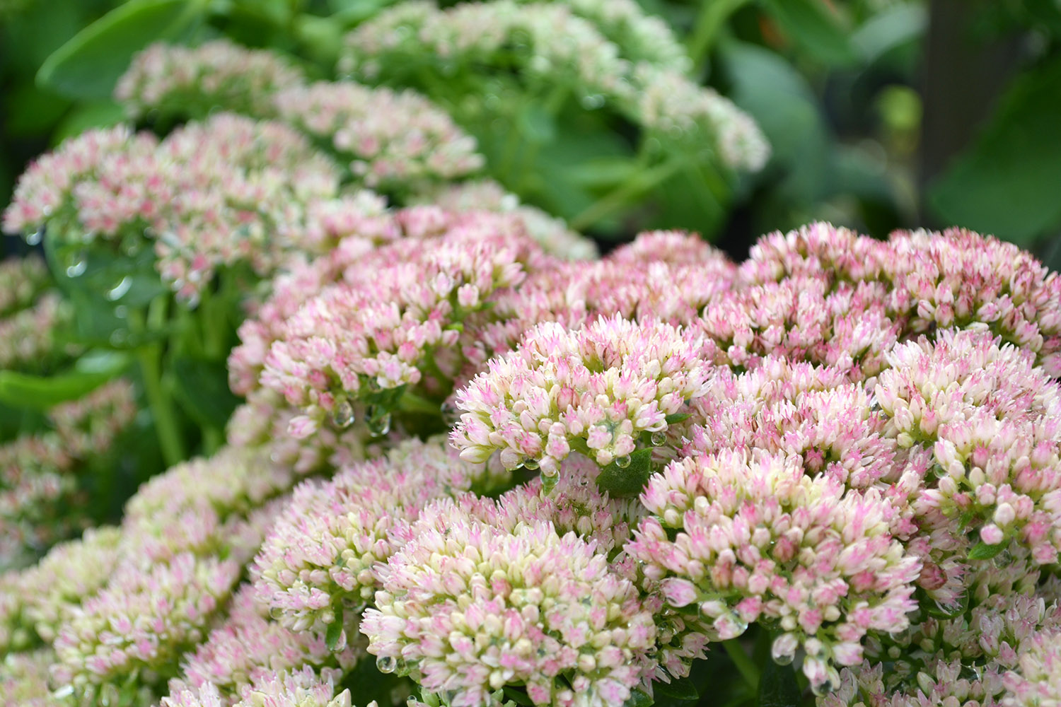 Effortless Eden: Your Guide to Low-Maintenance Garden Plant Selection