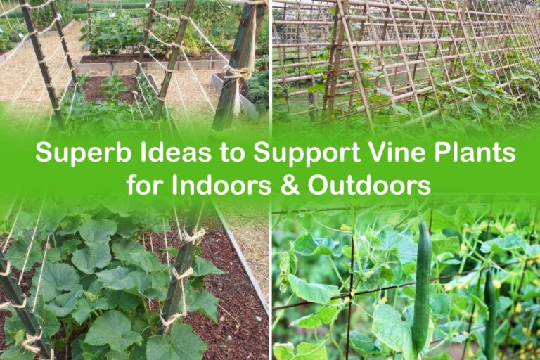 Climbing to New Heights: Your Ultimate Guide to Perennial Vine Support Structures