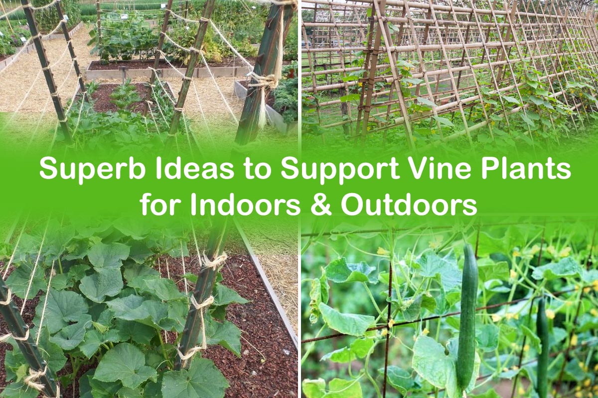 Climbing to New Heights: Your Ultimate Guide to Perennial Vine Support Structures
