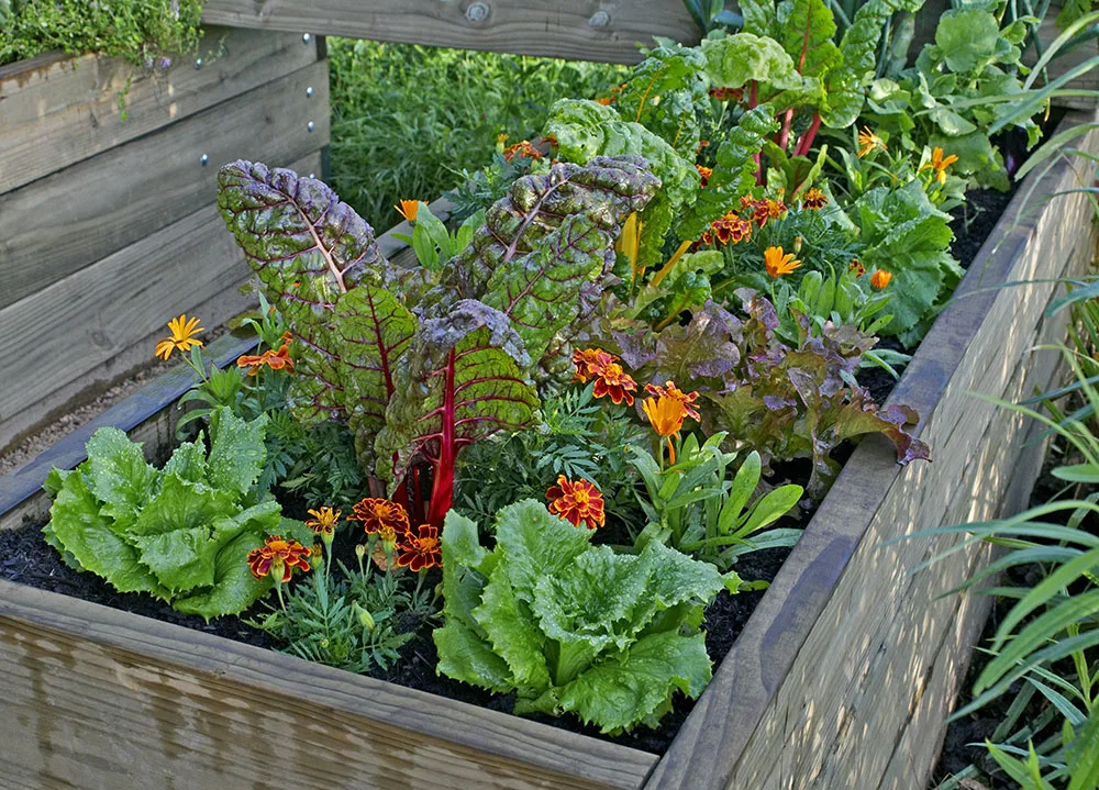 Grow Your Own Superfood Oasis: A Guide to Cultivating Nutritional Powerhouses in Your Home Garden