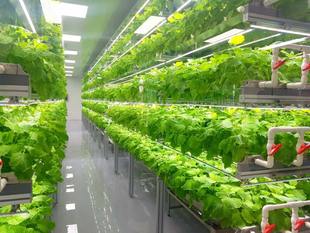 Growing Upwards: A Comprehensive Guide to Implementing Vertical Farming Technology