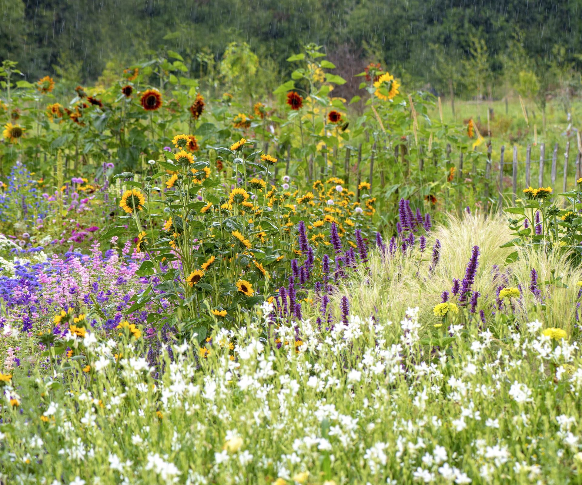 Bloom Where You’re Planted: Crafting a Breathtaking Pollinator-Friendly Border for a Buzzing Paradise