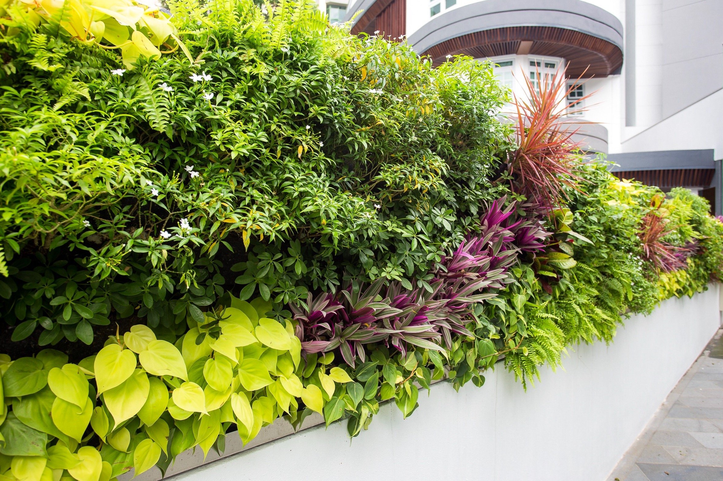Green Walls Reimagined: A Comprehensive Guide to Building Your Own Native Plant Living Wall System