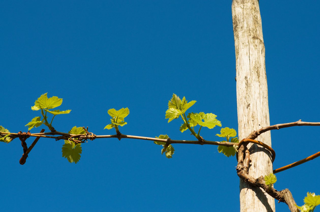 Climbing to New Heights: Your Ultimate Guide to Perennial Vine Support Structures