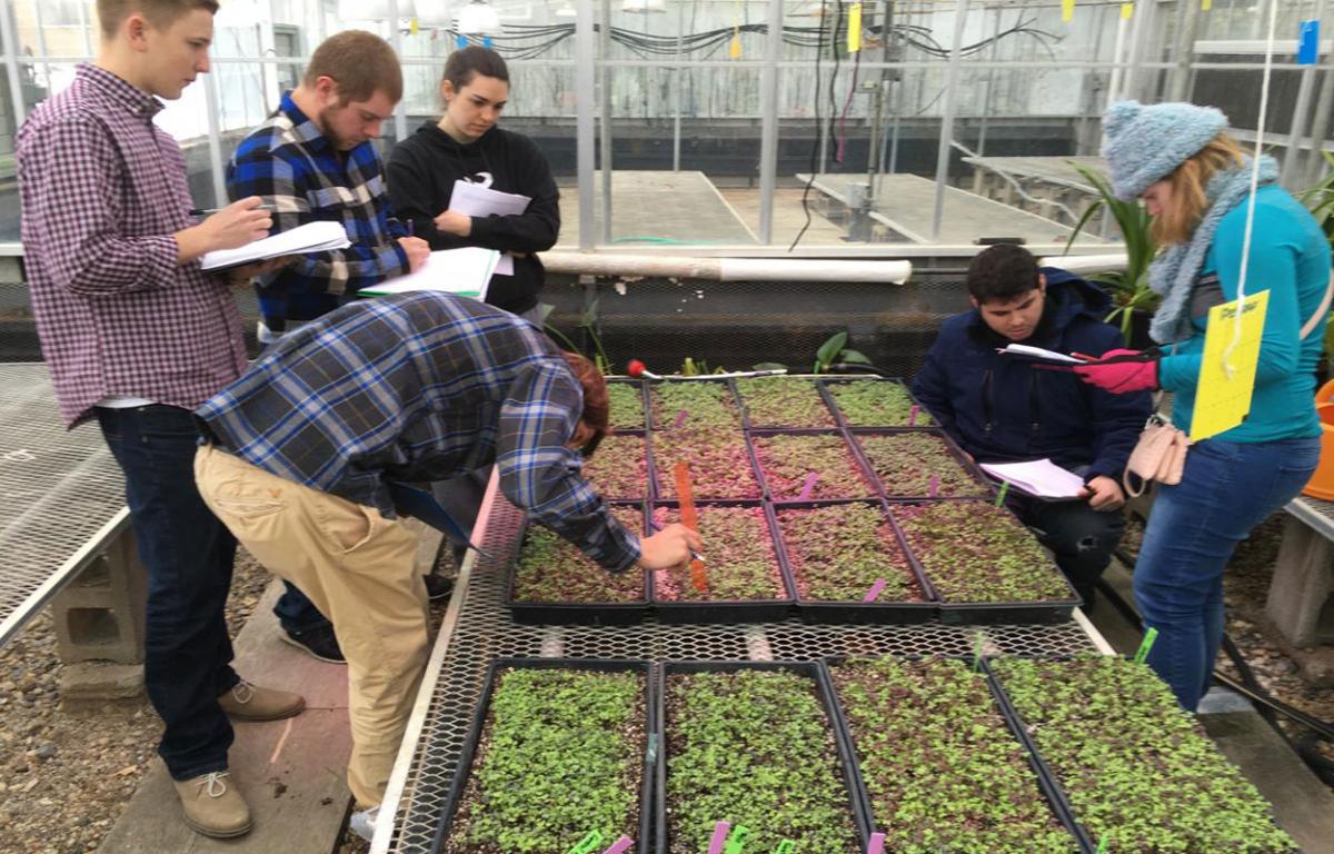 Cultivating a Microgreen Empire: Your Comprehensive Guide to Growing Specialty Microgreens