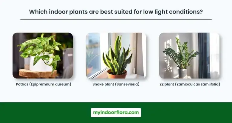 Unveiling the Green Oasis: Your Ultimate Guide to Thriving Indoor Plants in Low Light