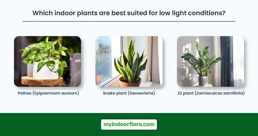 Unveiling the Green Oasis: Your Ultimate Guide to Thriving Indoor Plants in Low Light