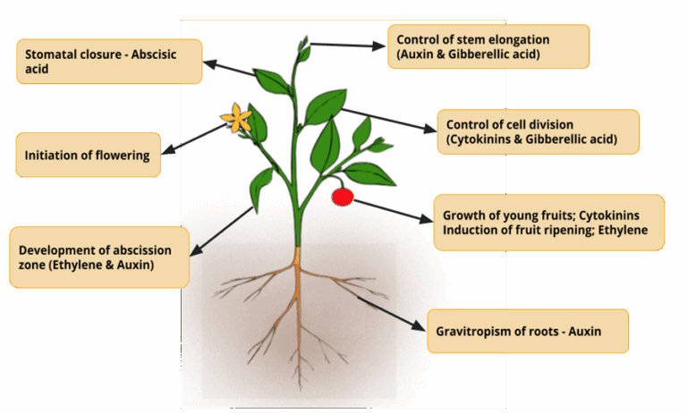 Unveiling the Secrets: A Deep Dive into Plant Hormone Functions and Their Impact