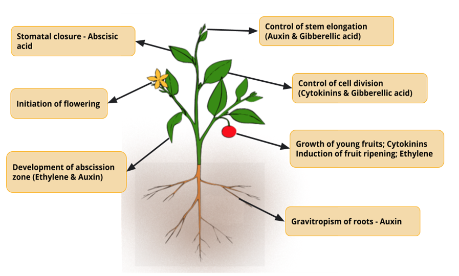 Unveiling the Secrets: A Deep Dive into Plant Hormone Functions and Their Impact