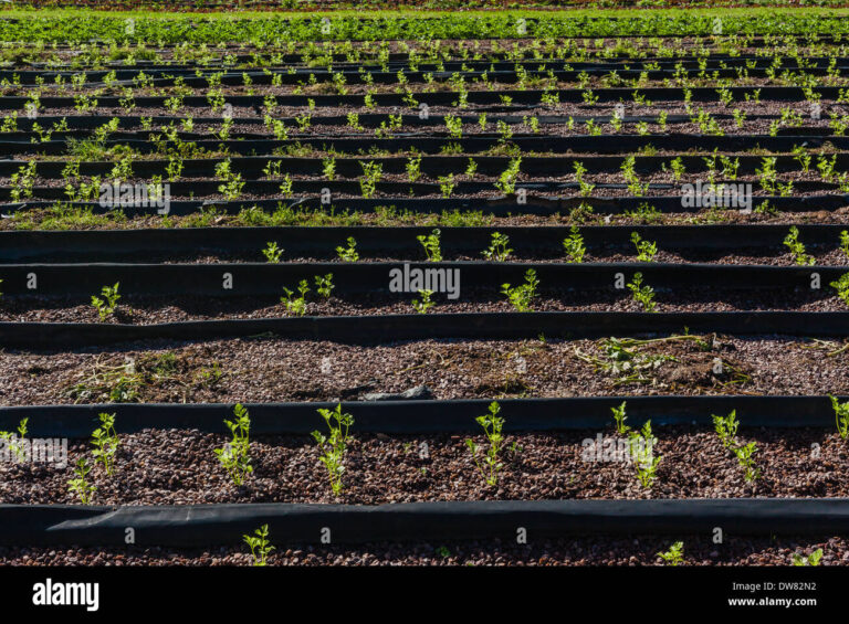Cultivating Flavor: A Comprehensive Guide to Growing Organic Spices Hydroponically
