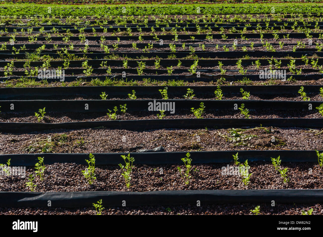 Cultivating Flavor: A Comprehensive Guide to Growing Organic Spices Hydroponically
