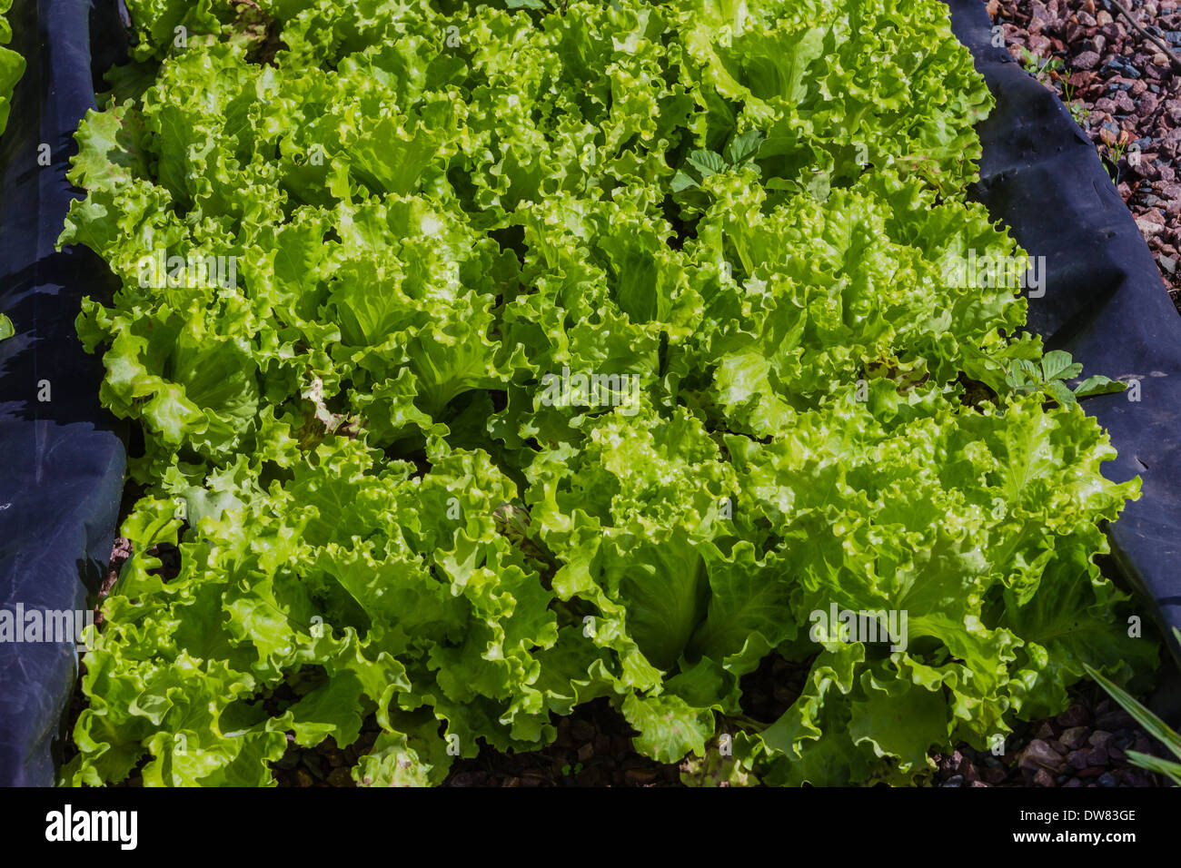 Cultivating Flavor: A Comprehensive Guide to Growing Organic Spices Hydroponically