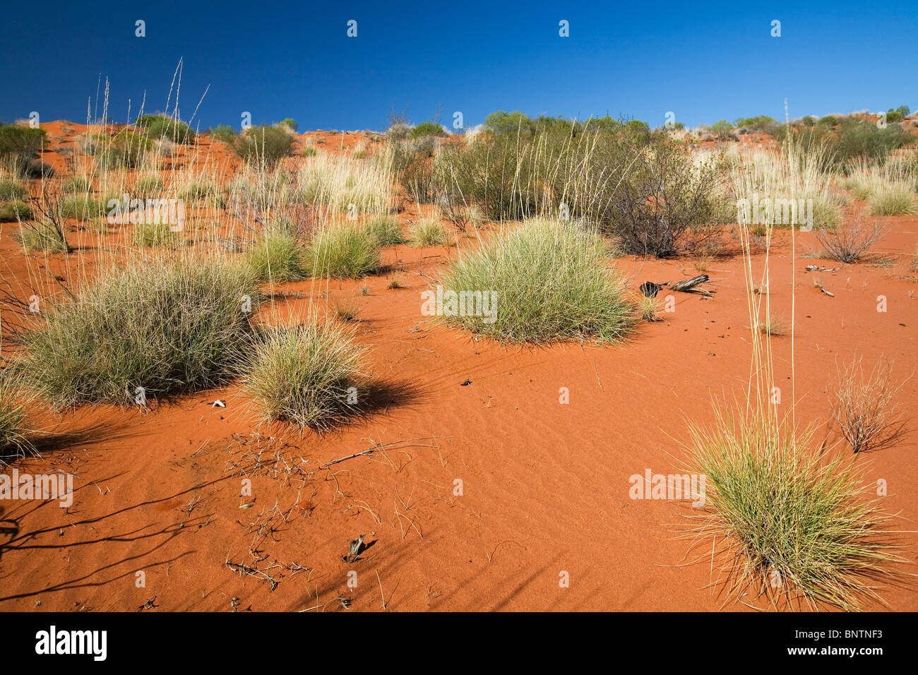 Thriving in the Desert: A Comprehensive Guide to Choosing Plants for Arid Regions