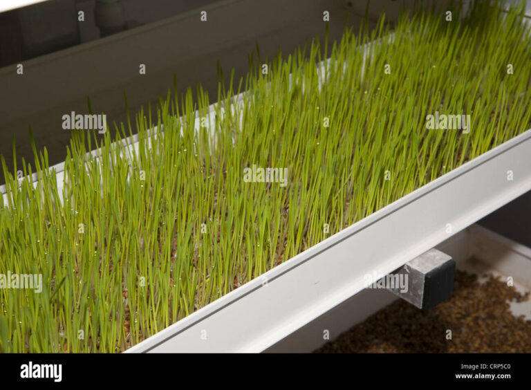 Cultivating Abundance: A Comprehensive Guide to Growing Organic Grains Hydroponically