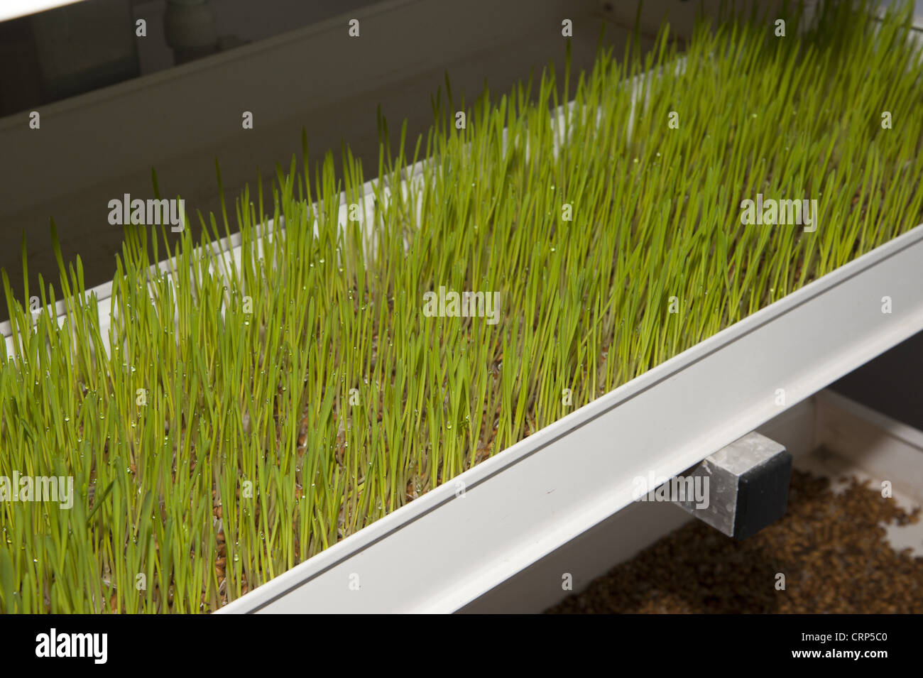 Cultivating Abundance: A Comprehensive Guide to Growing Organic Grains Hydroponically