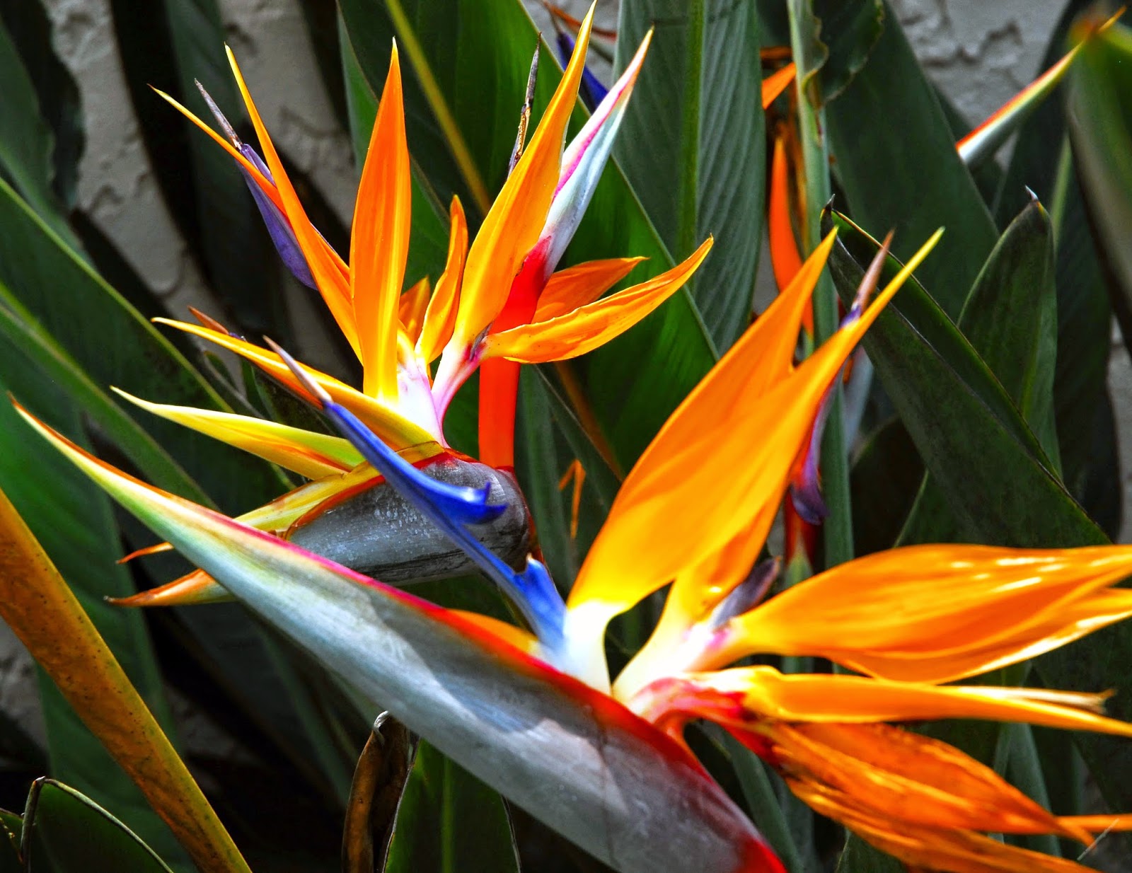 Bringing the Tropics Home: A Comprehensive Guide to Growing Lush Tropical Plants Indoors