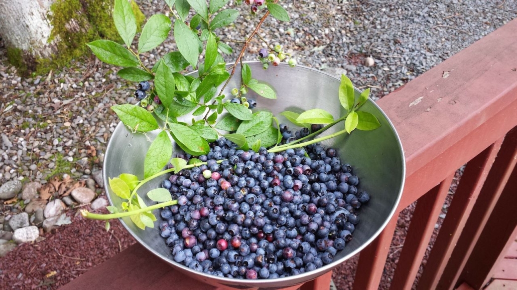 From Balcony to Bounty: Your Ultimate Guide to Growing Organic Berries in Pots
