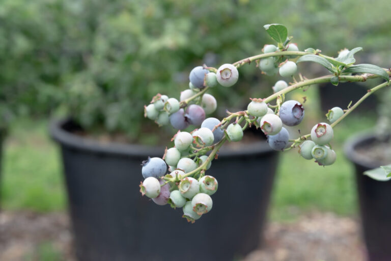Container Berry Bonanza: Your Ultimate Guide to Growing Delicious Organic Berries at Home