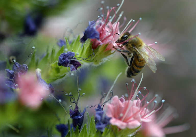 Buzzworthy Blooms: A Gardener’s Guide to Attracting Native Bees