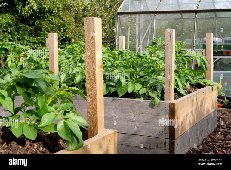 Elevate Your Harvest: A Comprehensive Guide to Growing Delicious Organic Potatoes in Raised Beds