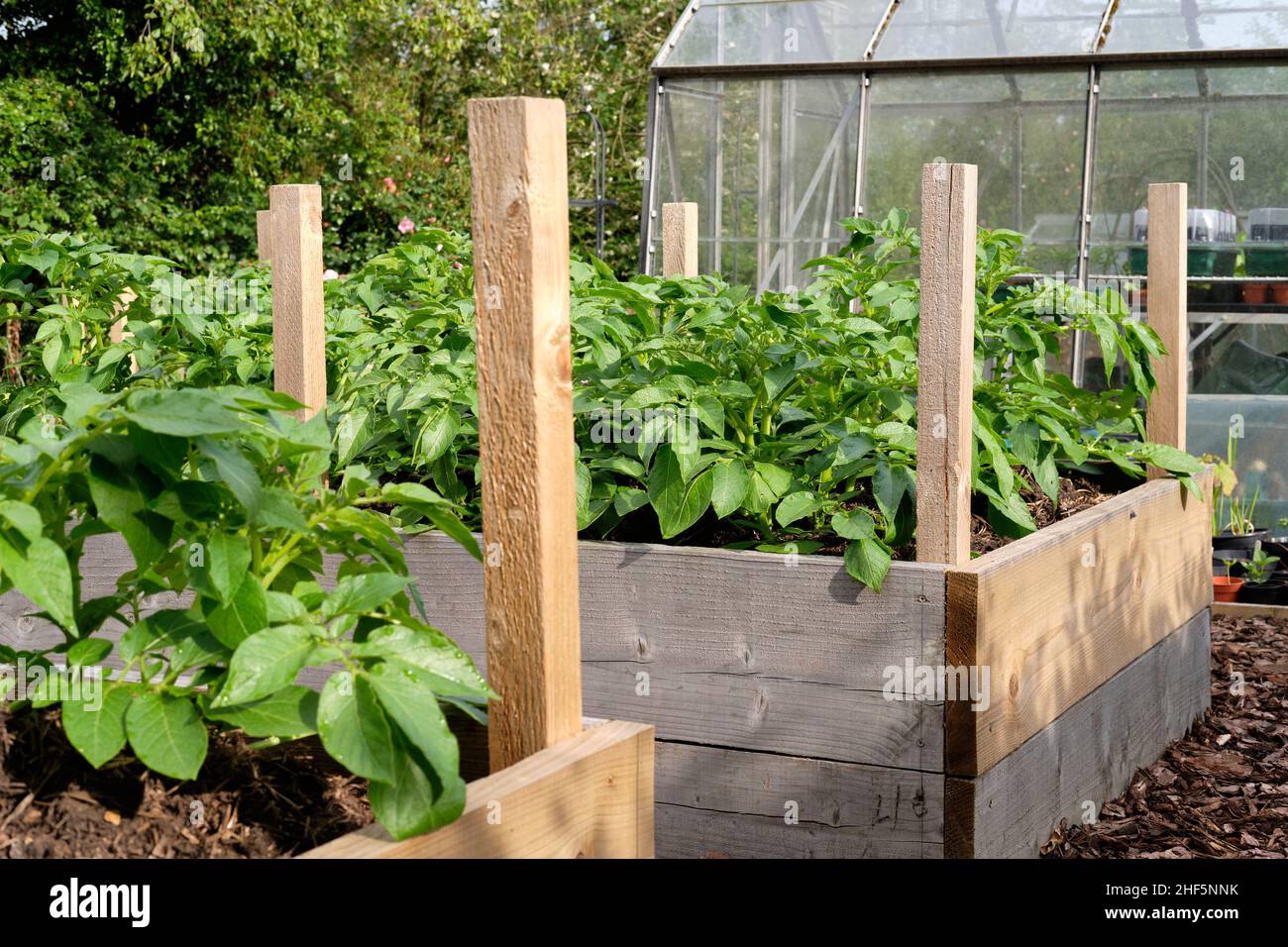 Elevate Your Harvest: A Comprehensive Guide to Growing Delicious Organic Potatoes in Raised Beds