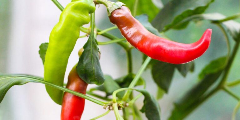 Unlock Your Green Thumb: A Comprehensive Guide to Growing Organic Spices Indoors