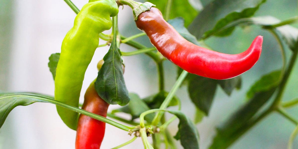 Unlock Your Green Thumb: A Comprehensive Guide to Growing Organic Spices Indoors