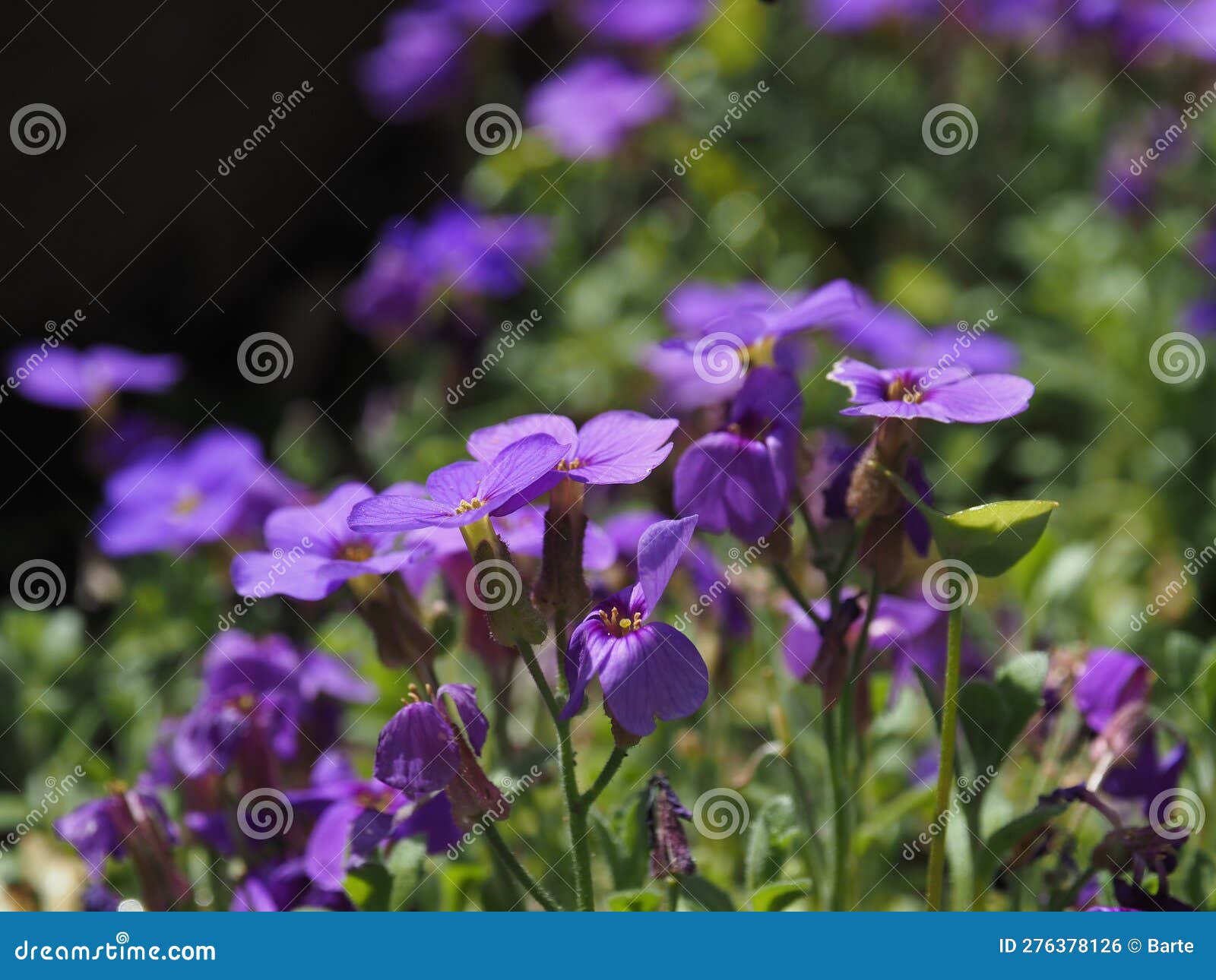 Boosting Biodiversity: The Essential Role of Pollinator Forage Plant Diversity