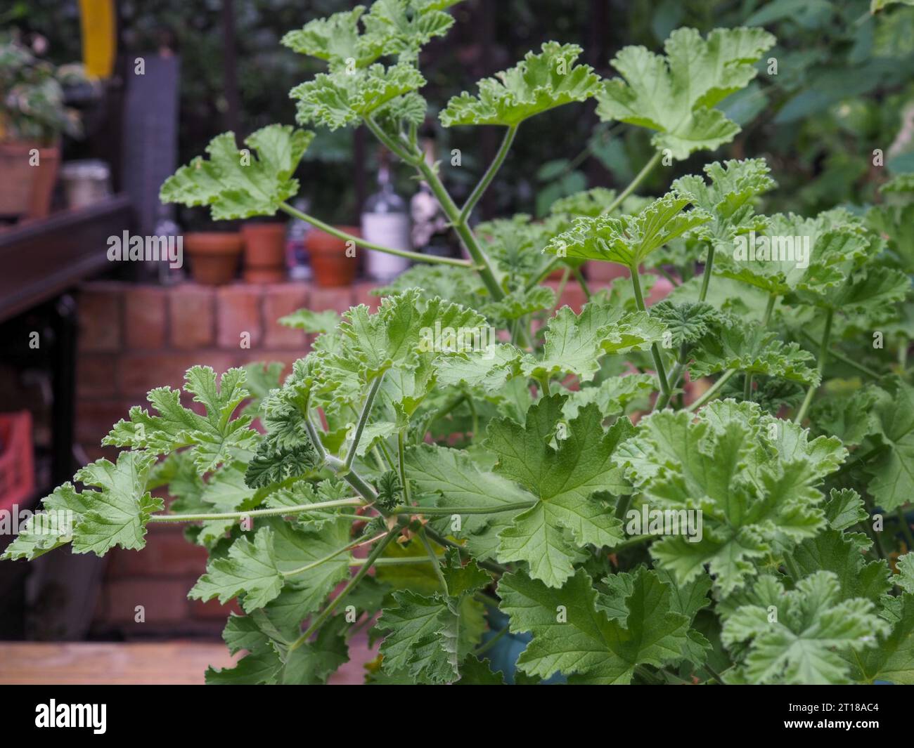 Unearthing Culinary Treasures: A Guide to Growing Uncommon Edible Leaves