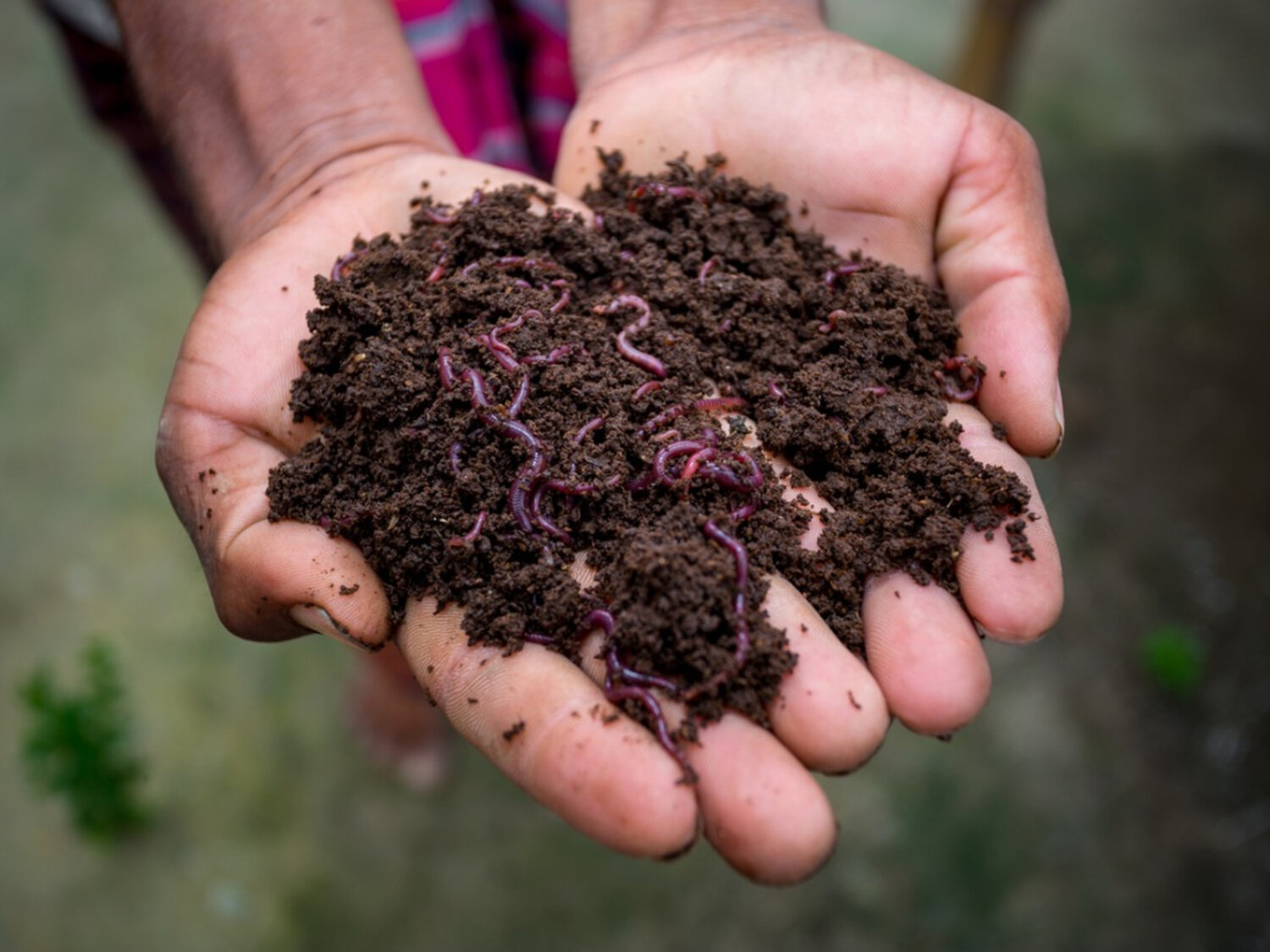 Unlocking the Secrets: How to Attract Native Decomposers for Superior Compost