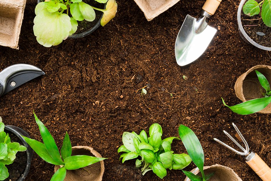 Cultivating Green Thumbs: A Comprehensive Guide to University Extension Planting Workshops