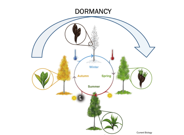 Unlocking the Secrets of Plant Dormancy: A Comprehensive Guide to Cycles and Strategies