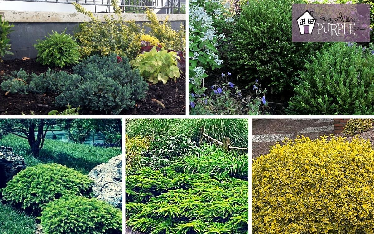 Unlocking the Secrets to a Thriving Garden: Your Ultimate Guide to Perennial Shrub Planting