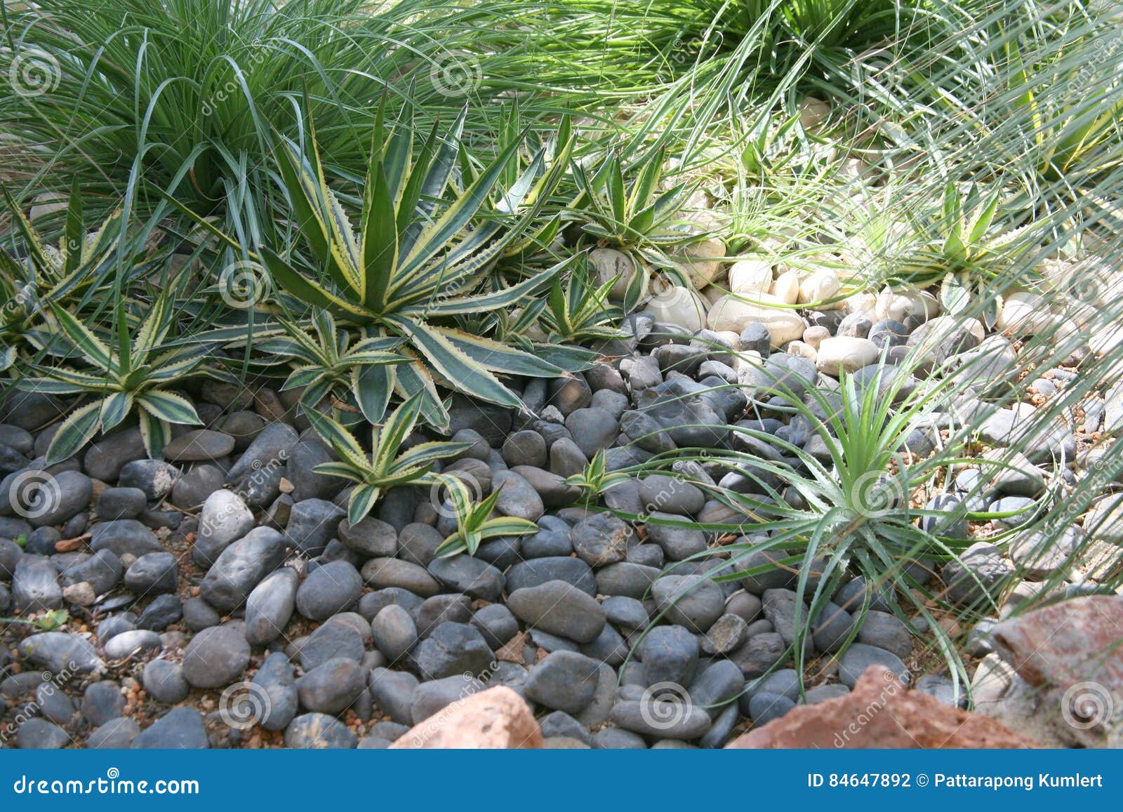 Thriving in the Desert: A Comprehensive Guide to Choosing Plants for Arid Conditions