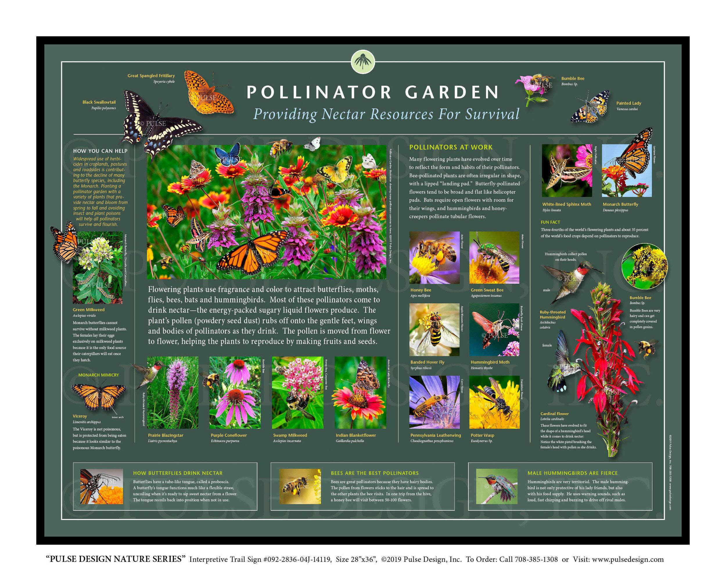 Buzzing with Life: Your Ultimate Pollinator Garden Plant List for the US