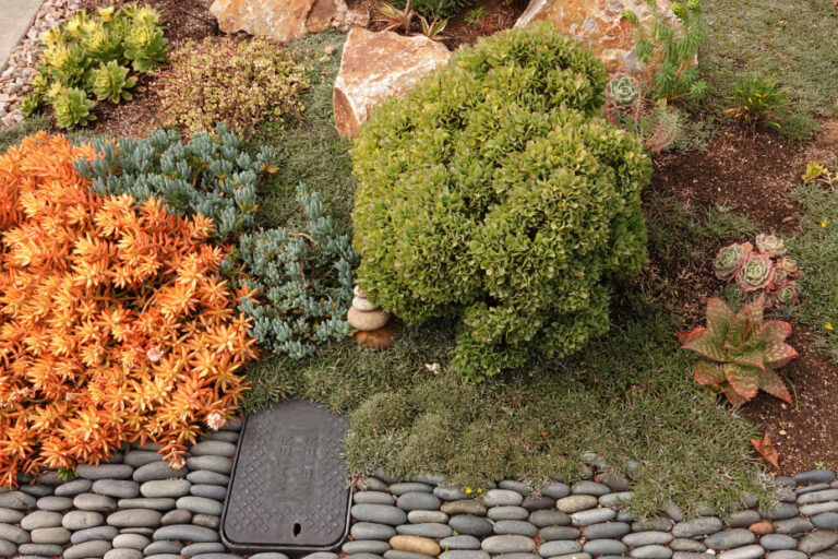Beyond the Green: Cultivating a Drought-Tolerant Lawn Alternative for a Thriving Landscape
