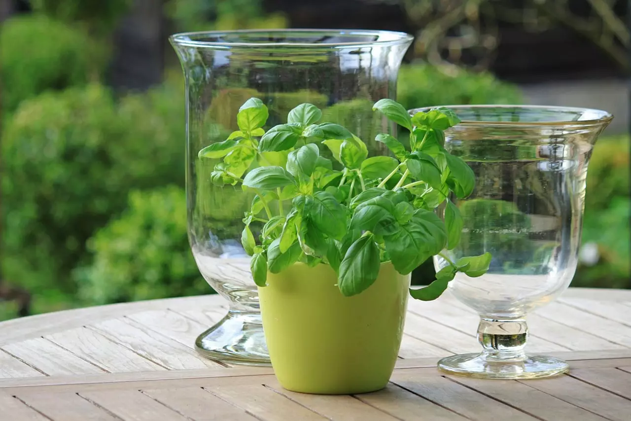 Cultivating Your Own Apothecary: A Beginner’s Guide to Growing Medicinal Herbs at Home