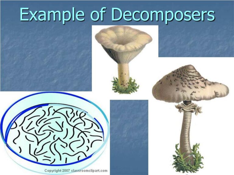 Unlocking Nature’s Recycling Crew: A Deep Dive into Attracting Native Decomposers