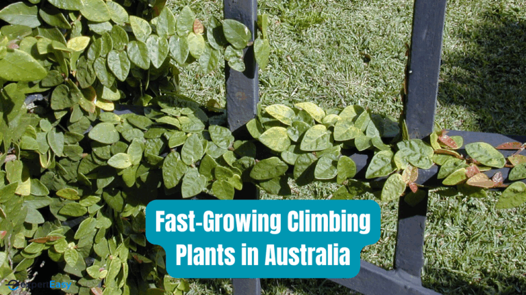 Unleash the Vertical Garden: A Guide to Growing Unusual Climbing Plants for Breathtaking Beauty