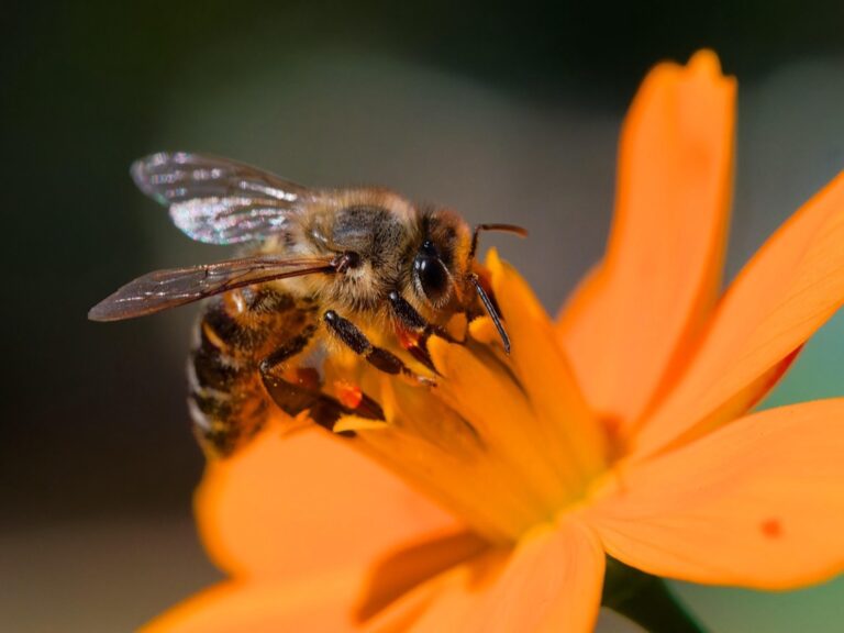 Boosting Blooms and Buzz: A Farmer’s Guide to Attracting Native Pollinators