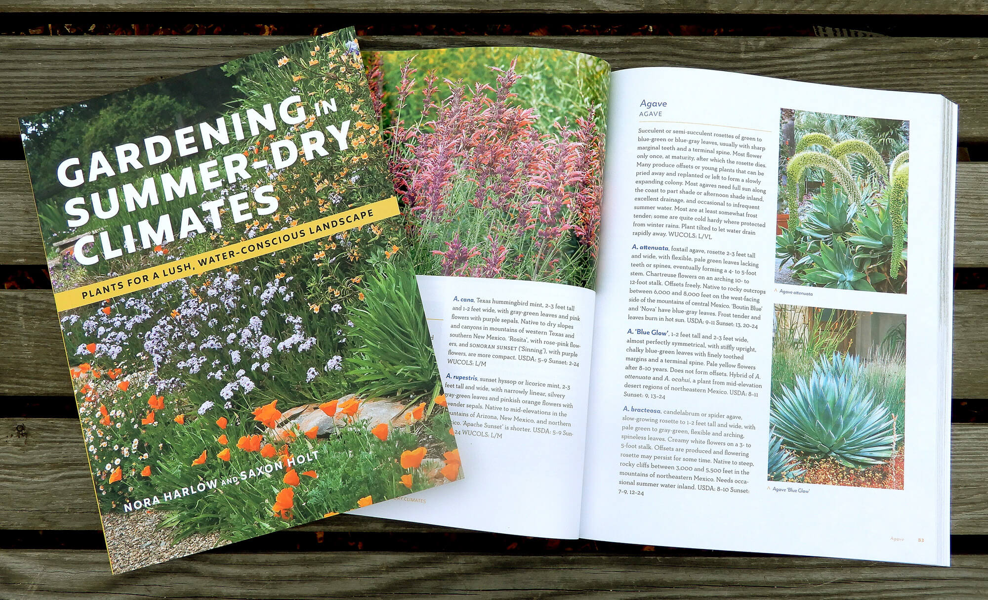 Thriving in the Heat: Your Ultimate Guide to Choosing Plants for Dry Climates