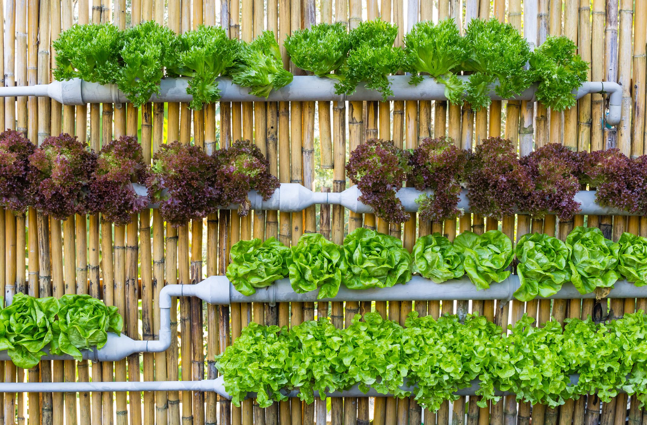 Grow Your Own Oasis: A Comprehensive Guide to Hydroponic Planting Systems for Home Use