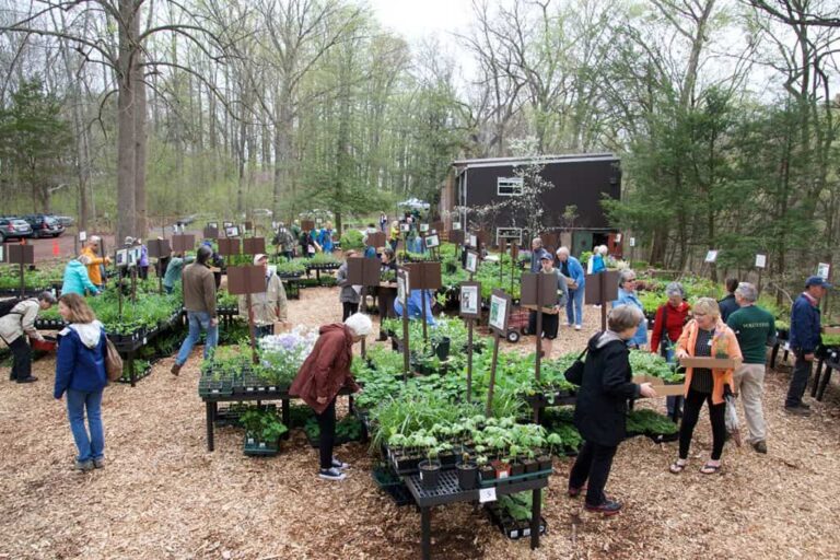 Cultivating Eden: A Comprehensive Guide to Creating Your Own Native Plant Preserve