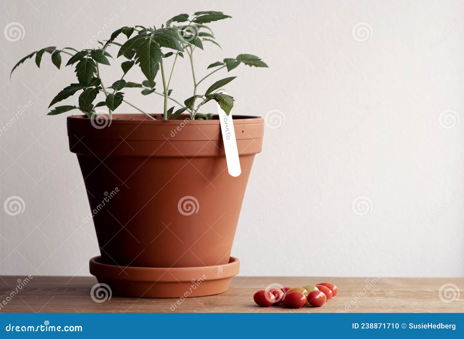 Reap the Rewards: Your Ultimate Guide to Growing Luscious Organic Tomatoes Indoors